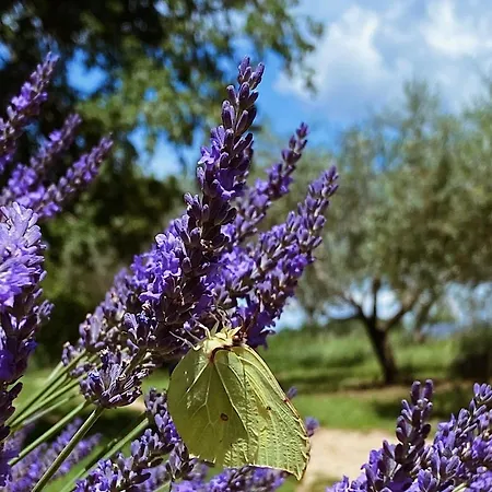 Bokalu With Private Pool Porec
